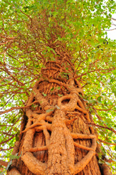Family Tree Photograph
