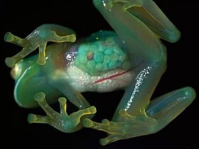 Transparent See Through Glass Frog Stomach