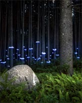 fern for francesca lighted forest image