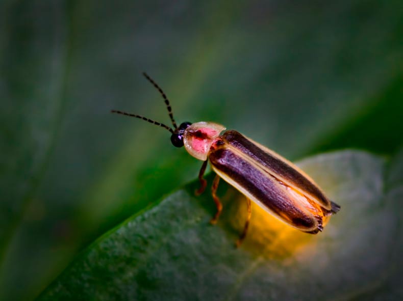 lightning bugs